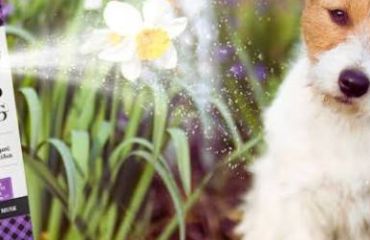 Parfumurile pentru animale: răsfăț sau risc pentru sănătatea lor?
